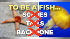 Star Fish or Sea Star!?