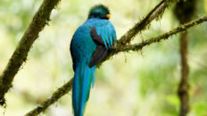 a Resplendent Quetzal